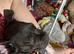 Cane corso female puppy