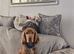 Show cocker spaniel