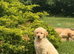 Purebred Golden Retriever Puppies - KC Registered