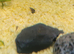 Malaysian Trumpet Snails juveniles