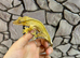 Adult Female Yellow Crested Gecko at Birmingham Reptiles