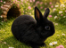 Netherland dwarf males