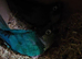 Proven breeding pair blue conure