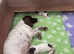 Springer spaniel liver & white puppy’s