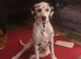 Stunning pure bred Dalmatian pup LAST GIRL