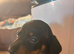 Dachshund Puppies