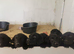 Labrador puppies