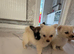 Pomeranian and chihuahua mix micro teacup