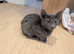 2 beautiful russian blue female kittens