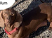 Mini dachshund