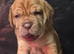 Mastiff hybrid/banddog