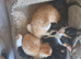 Kittens looking for sale