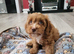 Cockapoo
