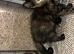 Female kitten