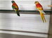 Turk parreakeet