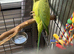 4 years old female Indian ringneck semi tame
