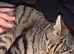 Bengal cross x2