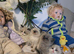 Gorgeous chunky ragdoll kittens