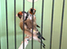 2025 proven pair bbc rings steady birds