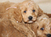 American Cockapoo puppies