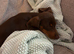 Miniature dachshund