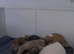 Beautiful staffy puppies looking for there forever loving home