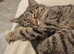 Beautiful friendly & loving house cat age 2, in need of a loving home urgently