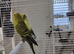 Young budgies pair in London