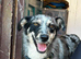 8 month old border collie