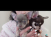 Gorgeous kc registered Chihuahua puppies Chocolate Blue Lilac
