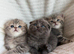 For sale Scottish fold kittens