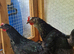 Chicken for sale
