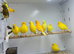 Canaries