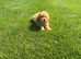 Female KC Reg miniature poodle puppy