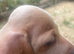 Mini dachshund girls for sale