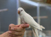 White quaker