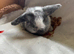 4 mini lops left