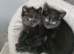 Male and female kitten's