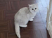Gorgeous GCCF Silver British Shorthair Kitten.