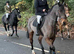 Incredible safe big horse for someone to enjoy