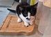 Female kitten