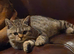 Stunning chocolate spotted BSH kitten