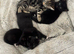 9 weeks kittens