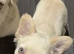 Fluffy French Bulldog