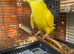 Ringneck female