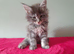Tica Registered Maine coon kittens