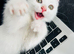 Adorable pure white female girl kitten affectionate
