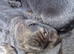 German shepherd pups