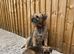 KC BORDER TERRIER
