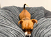 Teacup size Jack Russell Puppy
